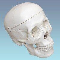 Модель черепа взрослого человека