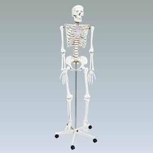 Модель скелета человека в натуральную величину