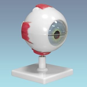 Разборная модель глаза человека арт. 3309-1