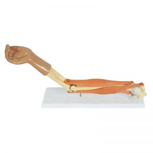 Модель локтевого сустава человека арт. 3325